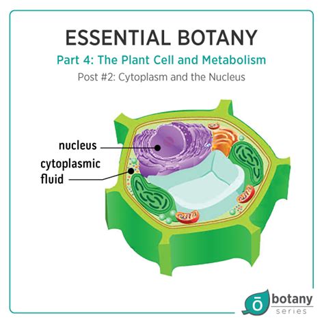 Maybe you would like to learn more about one of these? The inside of a cell contains two main parts: the ...