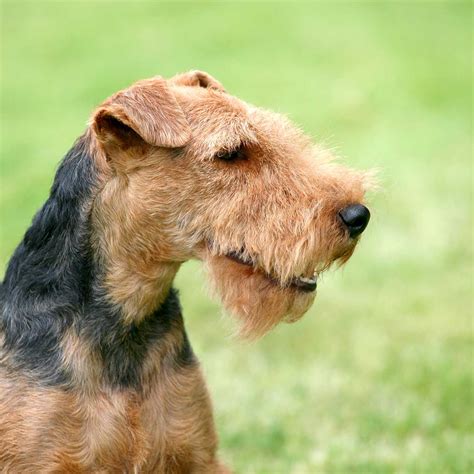 Welsh Terrier Dog Breed Everything About Welsh Terrier