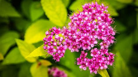 14.01.2021 · the best dog friendly hedges and shrubs 1. The Best Dog Friendly Hedges and Shrubs
