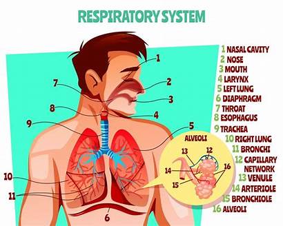 Respiratory System Introduction Human