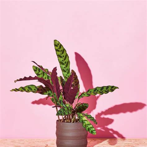 If you would like to help make this happen please make a donation by clicking the paypal donate button below. How to Keep These 15 Low-Light Plants Alive