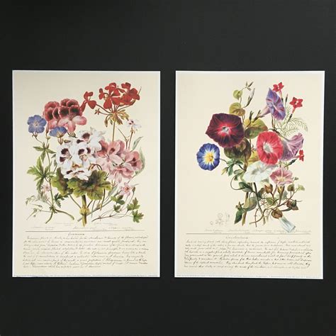 Floral Vintage Lithograph Published By The Natural History Etsy