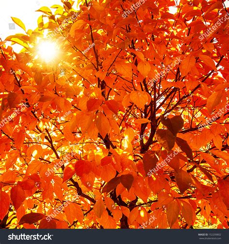 Natural Autumnal Background Red Dry Tree Stock Photo