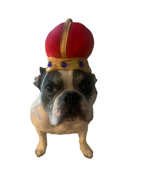Dog King Crown Queen Crown Prince Crown Dog Hat Halloween Etsy