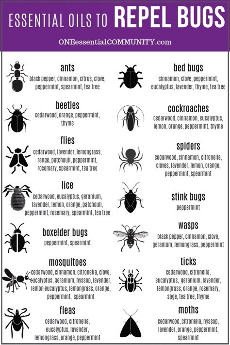 Causes of lavender poisoning in cats. Top 10 Essential Oils That Repel Bugs + Bug Spray Recipe ...