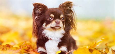 Look at pictures of chihuahua puppies who need a home. Long Haired Chihuahua Dog Breed Information Center