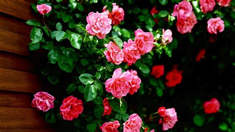 Encuentra las mejores imágenes de stock de fondo de pantalla de flores. ® Colección de Gifs ®: FONDOS DE PANTALLA DE FLORES EN HD