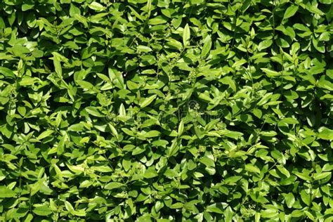 Texture Of Bush Leaves Stock Image Image 5624741