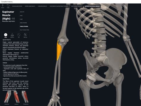 Muscles: Supinator. – Anatomy & Physiology