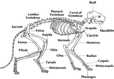That doesn't help you with this quiz, but it is interesting. ANATOMY: GETTING TO KNOW YOUR CAT'S BODY - The Well Cat ...