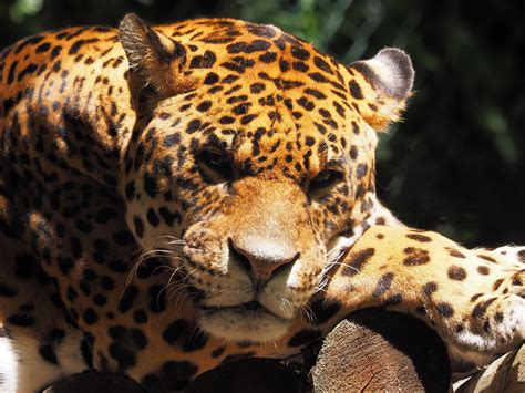 Download Wallpaper 1400x1050 Jaguar Animal Predator Muzzle Wild