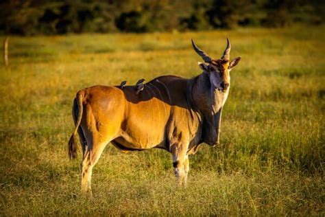 Animals In Kenya A Guide To 40 Species Of Kenyan Wildlife