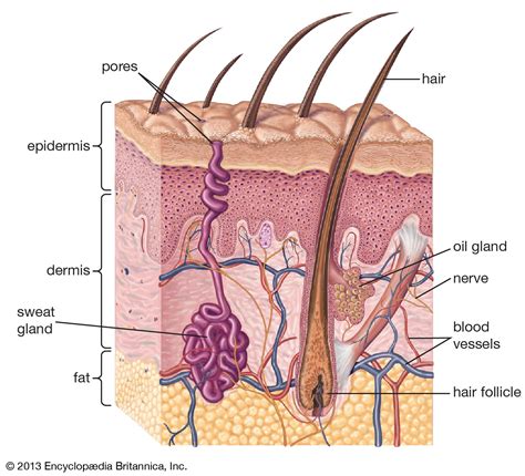 Sebaceous Gland Anatomy Britannica Com