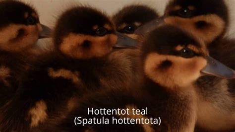 Cutest Ducklings Hottentot Teal Youtube