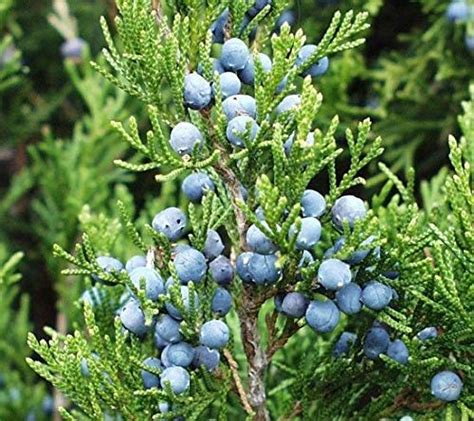 Buy Eastern Red Cedar Juniperus Virginiana Tree Hardy Fragrant