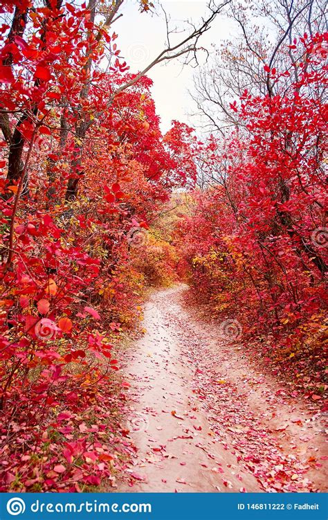 Pathway Throught The Autumn Trees Autumn Park With Red And Yellow