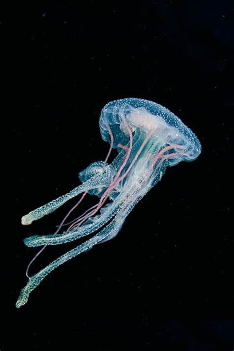 Luminescent Jellyfish Pelagia Noctiluca Jellyfish Wildlife Photos