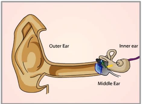 Model of the inner ear. Audio, Image and Video Processing: Week 4: Hearing