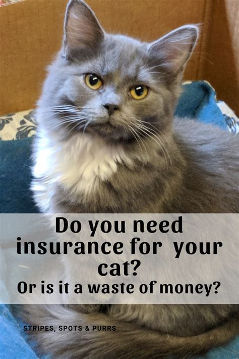 Get a free pet health insurance quote. Stripes Spots and Purrs: Is cat health insurance necessary?