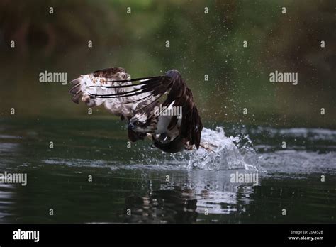 The osprey on the River Gwash. OAKHAM, UK: MAJESTIC photographs have