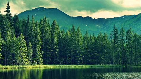 Nature Forest Lake Wallpapers Hd Desktop And Mobile