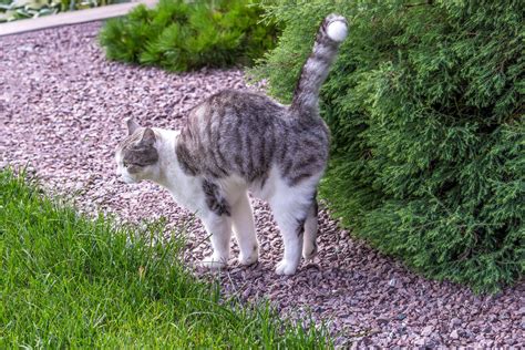 Check spelling or type a new query. Katzenschreck im Test: Tipps gegen Katzen im Garten