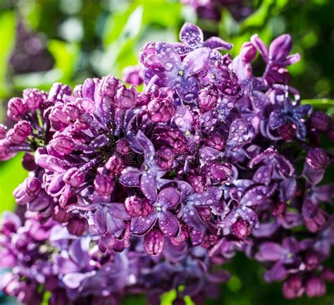 Vibrant Purple Lilac Blooming In The Spring Garden In May Springtime