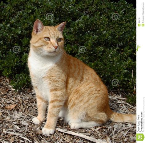 Ginger Cat Royalty Free Stock Photos Image 859748