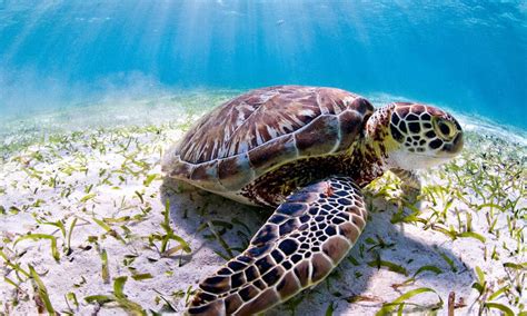 World Sea Turtle Day Aruba Today