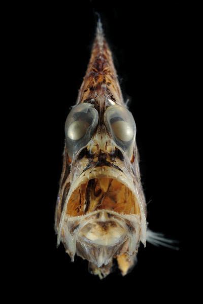 Pacific Hatchetfish Argyropelecus Affinis Portrait Photos Prints