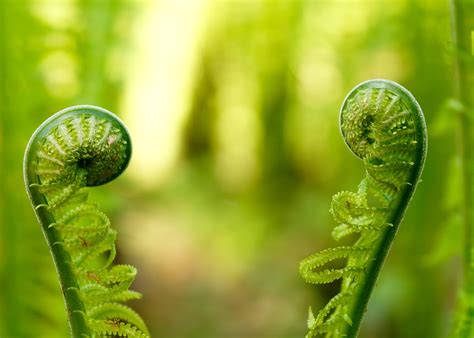 Green Fern Plants Hd Wallpaper Wallpaper Flare