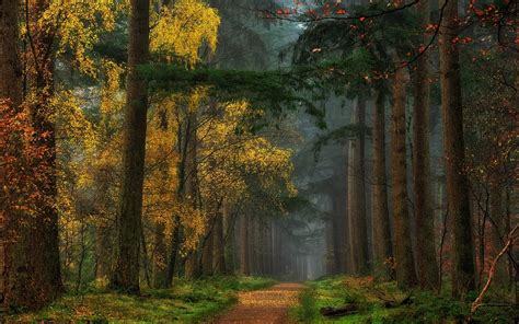 Nature Colorful Fall Forest Dirt Road Grass Path Mist Trees
