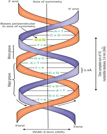 DNA Structure Function Watson And Crick Model Chargaffs Rule