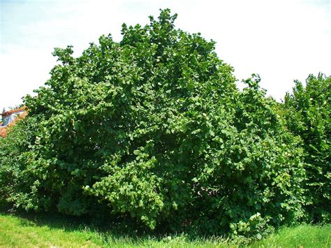 5 American Hazelnut Tree Aka Filbert Corylus And Similar Items