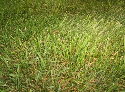 Thick Bladed Light Color Grass Among Regular Grass Lawnsite™ Is The