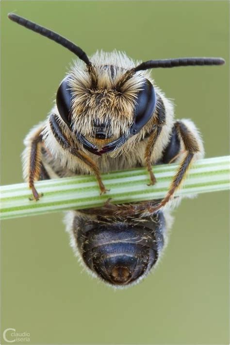 Download St04 by ClaudeG on DeviantArt | Bee, Animals beautiful ...