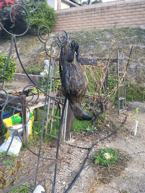 I got upset about 30 years ago and shot three of them. How to Get Rid of Crows in Your Yard or Garden | Dengarden
