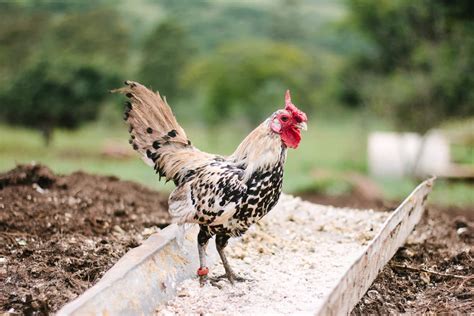 Agriculture Poultry Science Academics Southern Arkansas University