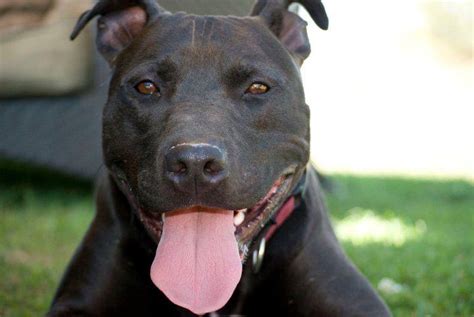Fresno Bully Rescue: Black Dog, Black Dog | Kings River ...