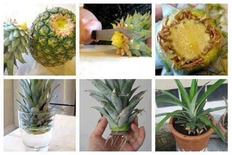 13 Vegetables That You Can Regrow Again And Again