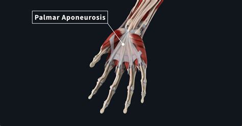 Palmar Aponeurosis Snippet Complete Anatomy