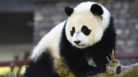 Giant Panda No Longer On ‘endangered Species List As Wildlife