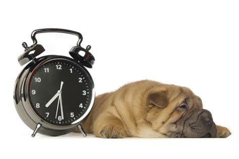 Time to pet uses cookies to provide a more tailored experience to you based on your browsing and preferences. Daylight Saving Time and Your Pets | Advantek Marketing