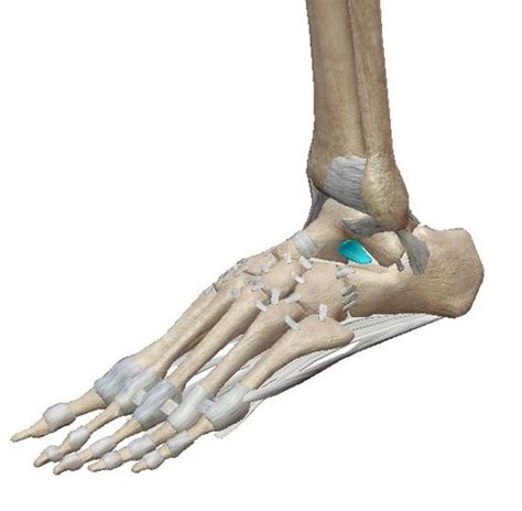 Unit Guide Ankle And Foot Joints And Distal Leg Muscles Flashcards