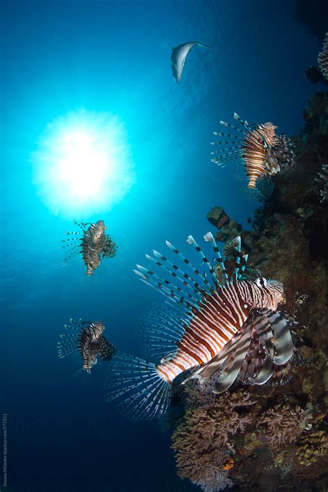 Lionfish School Swimming Next To A Coral Reef In The Red Sea Del