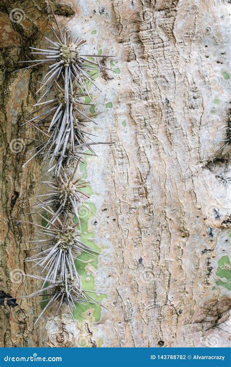 Abstract Background With Bark Of Tree And Thorns Stock Photo Image