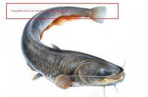 Pengertian ikan (pisces) pengertian ikan, pisces, ciri, jenis, klasifikasi dan contoh : Pengertian Ikan Lele dan Penjelasannya Lengkap ...