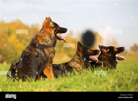 German Shepherd Dogs Lying On A Meadow Stock Photo Alamy