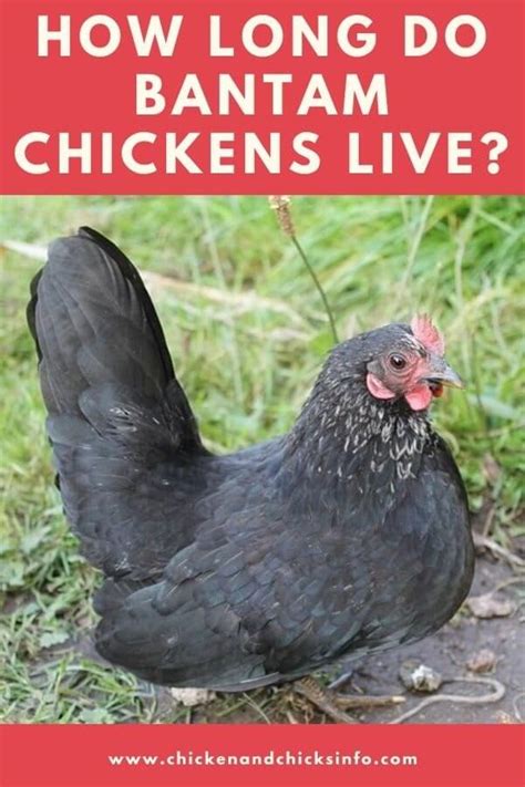 Jul 05, 2021 · the egg production of polish chickens can be widely variable depending on the line of breeding. How Long Do Bantam Chickens Live For? (+ Other Bantam ...