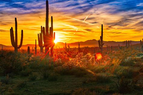 Best Places To Watch A Sunset In Phoenix Parks Gardens